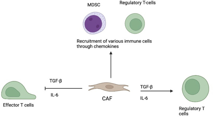 Fibroblast activation protein and the tumour microenvironment: challenges and therapeutic opportunities.