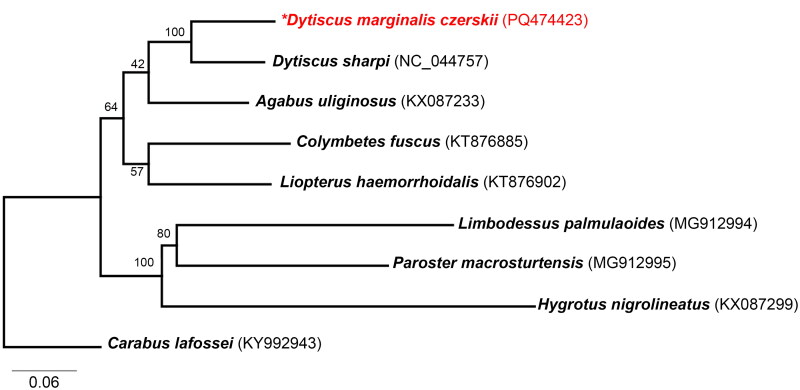 The complete mitogenome of <i>Dytiscus marginalis czerskii</i> (Dytiscidae, Coleoptera).