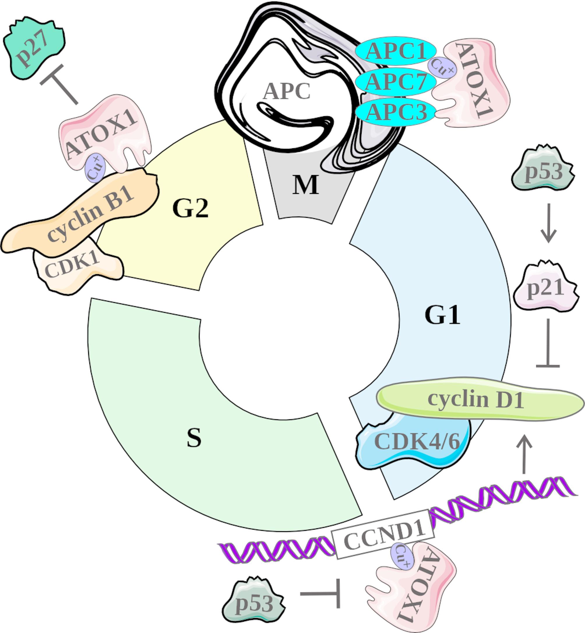 Balancing between cuproplasia and copper-dependent cell death: molecular basis and clinical implications of ATOX1 in cancer.