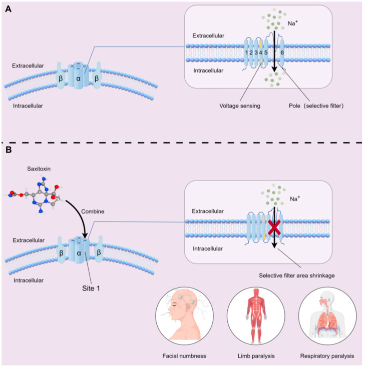 Saxitoxin: A Comprehensive Review of Its History, Structure, Toxicology, Biosynthesis, Detection, and Preventive Implications.