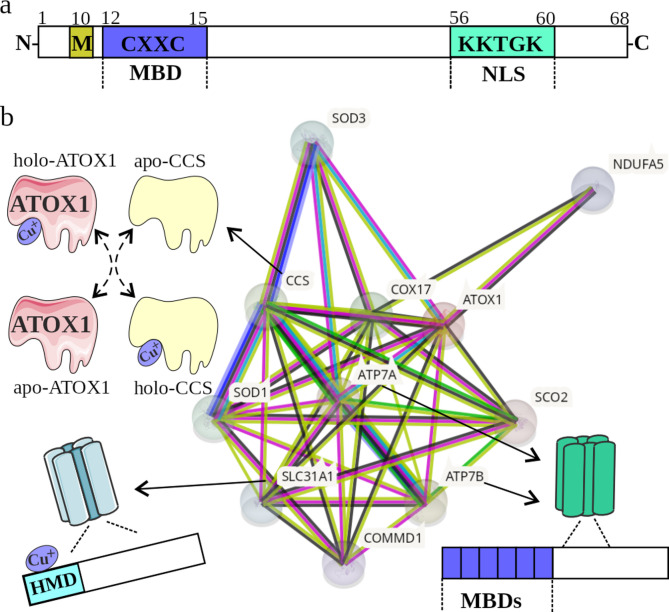 Balancing between cuproplasia and copper-dependent cell death: molecular basis and clinical implications of ATOX1 in cancer.