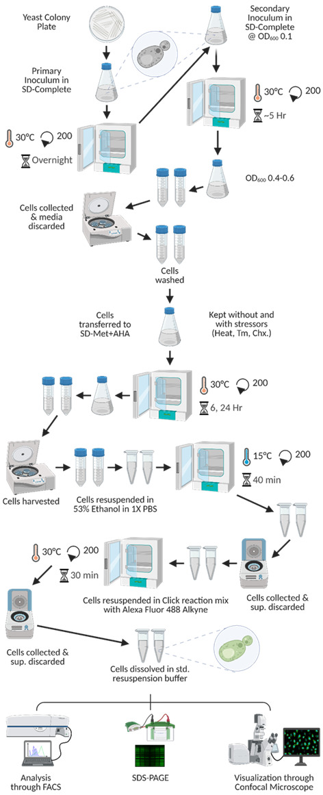 Evaluation of Translation Rate Through L-azidohomoalanine (AHA) Incorporation and Subsequent Alkyne Fluorophore-Mediated Click Chemistry in Yeast.