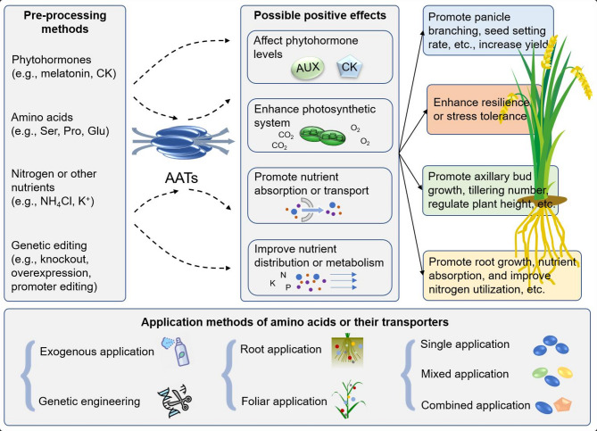 Amino Acid Regulation in Rice: Integrated Mechanisms and Agricultural Applications.
