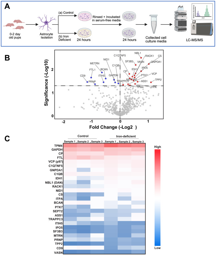Astrocyte secretome remodeling under iron deficiency: potential implications for brain iron homeostasis.