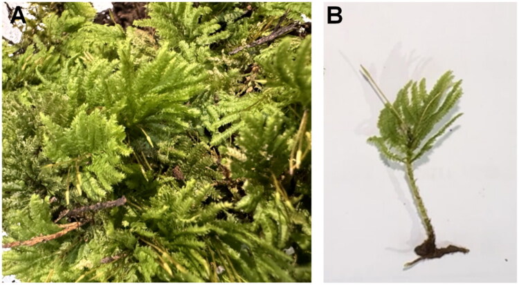 Complete chloroplast genome analysis of <i>Hypopterygium flavolimbatum</i> Müll. Hal. (Hypopterygiaceae, Bryophyta).