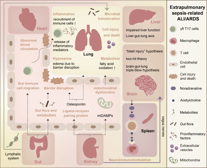 Crosstalk between lung and extrapulmonary organs in sepsis-related acute lung injury/acute respiratory distress syndrome.