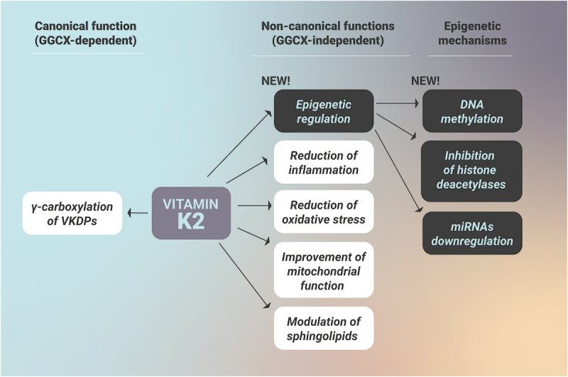 The epigenetic potential of vitamin K2 in brain health.