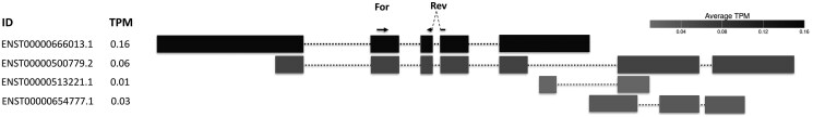 IsoPrimer: a pipeline for designing isoform-aware primer pairs for comprehensive gene expression quantification.