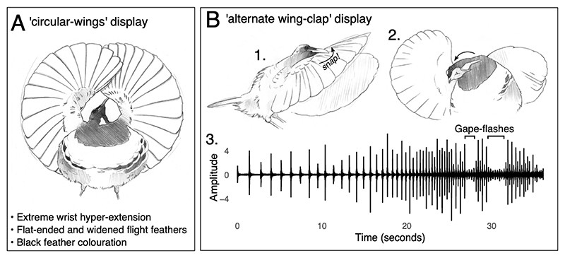 Contingency, determinism, and constraint in the evolution of elaborate courtship phenotypes.