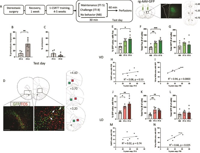 Involvement of a stress-responsive orbito-striatal projection in impulsive action in male rats.
