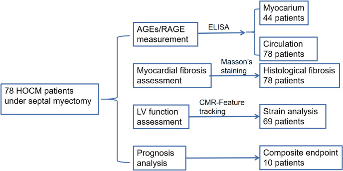 The role of advanced glycation end products (AGEs) and the receptor for AGEs (RAGE) in hypertrophic obstructive cardiomyopathy.