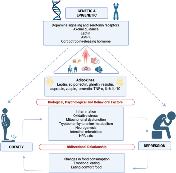 The Role of Adipokines and Gene Polymorphisms in the Development of Obesity- Induced Depression.