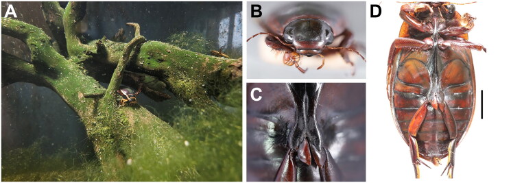 The complete mitogenome of <i>Dytiscus marginalis czerskii</i> (Dytiscidae, Coleoptera).