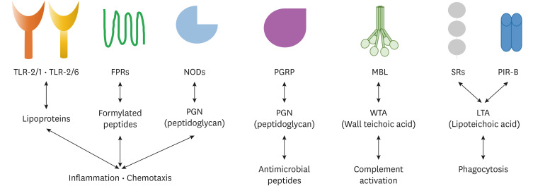 A promising <i>Staphylococcus aureus</i> vaccine adjuvant candidate to overcome <i>Staphylococcal</i> infection based on innate immunity.