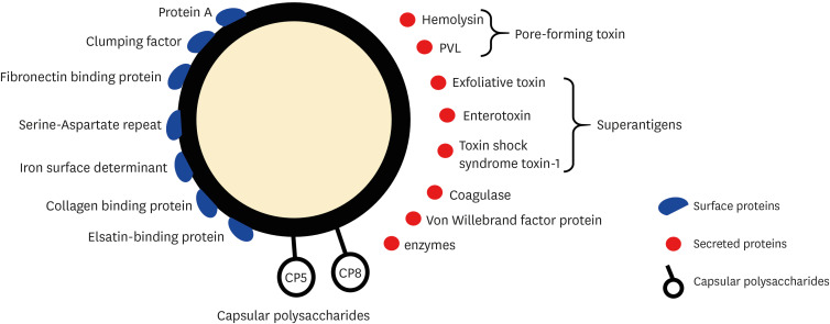 A promising <i>Staphylococcus aureus</i> vaccine adjuvant candidate to overcome <i>Staphylococcal</i> infection based on innate immunity.