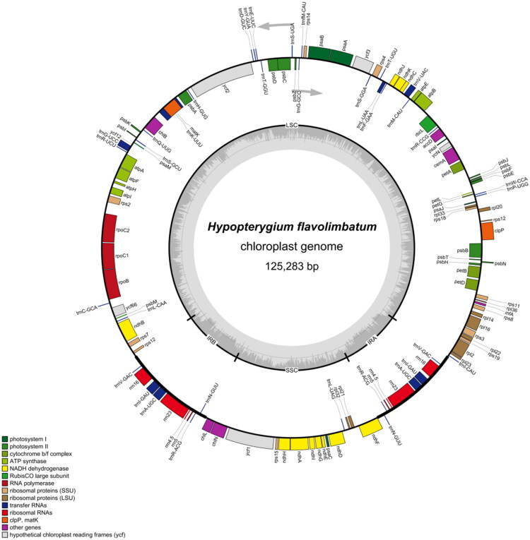 Complete chloroplast genome analysis of <i>Hypopterygium flavolimbatum</i> Müll. Hal. (Hypopterygiaceae, Bryophyta).
