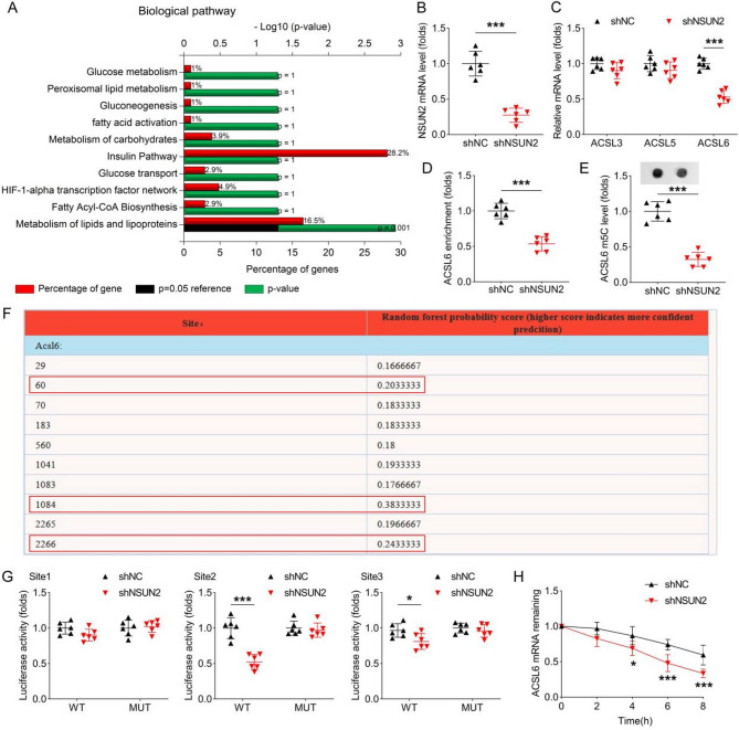 NSUN2 knockdown ameliorates hepatic glucose and lipid metabolism disorders in type 2 diabetes mellitus through the Inhibition of ACSL6 m5C methylation.