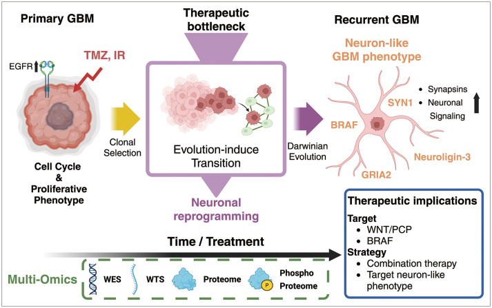 Proteogenomic Insights Into Glioblastoma Evolution: Neuronal Reprogramming and Therapeutic Vulnerabilities.