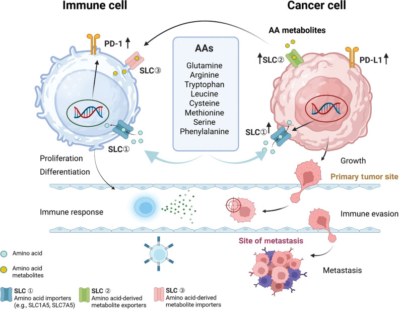 Amino acids shape the metabolic and immunologic landscape in the tumor immune microenvironment: from molecular mechanisms to therapeutic strategies.