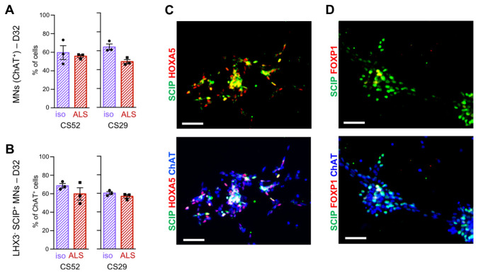 Derivation and Culture of Enriched Phrenic-Like Motor Neurons From Human iPSCs.