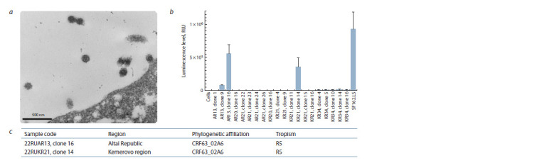 Env-pseudoviruses based on the HIV-1 genetic variant circulating in Siberia.