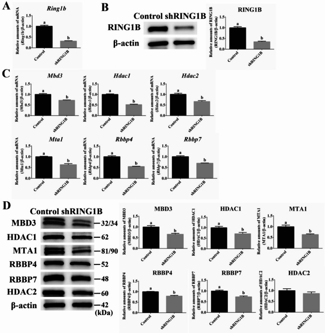 Interaction and regulatory expression of Polycomb and NuRD complexes in mouse embryonic stem cell under PKC inhibition.