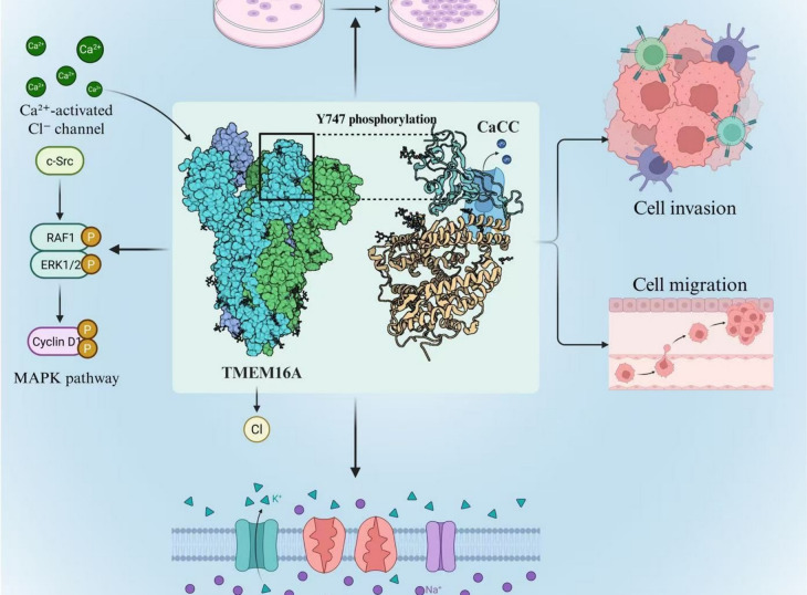TMEM16A in prostate cancer: mechanistic insights and therapeutic implications.