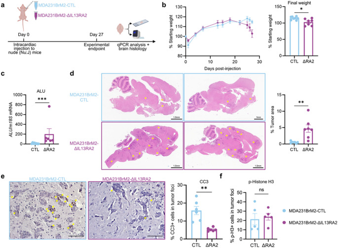 Loss of IL13RA2 promotes metastatic tumor growth in triple-negative breast cancer via increased AKT and NF-κB signaling.