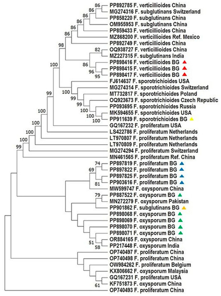 Novel DNA Barcoding and Multiplex PCR Strategy for the Molecular Identification and Mycotoxin Gene Detection of <i>Fusarium</i> spp. in Maize from Bulgaria.