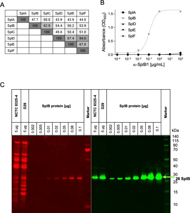 Monoclonal antibody neutralizes <i>Staphylococcus aureus</i> serine protease-like protein B (SplB)-induced pathology.