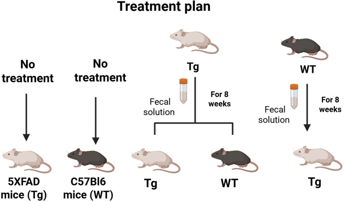 Gut Microbiome rewiring via fecal transplants: Uncovering therapeutic avenues in Alzheimer's disease models.