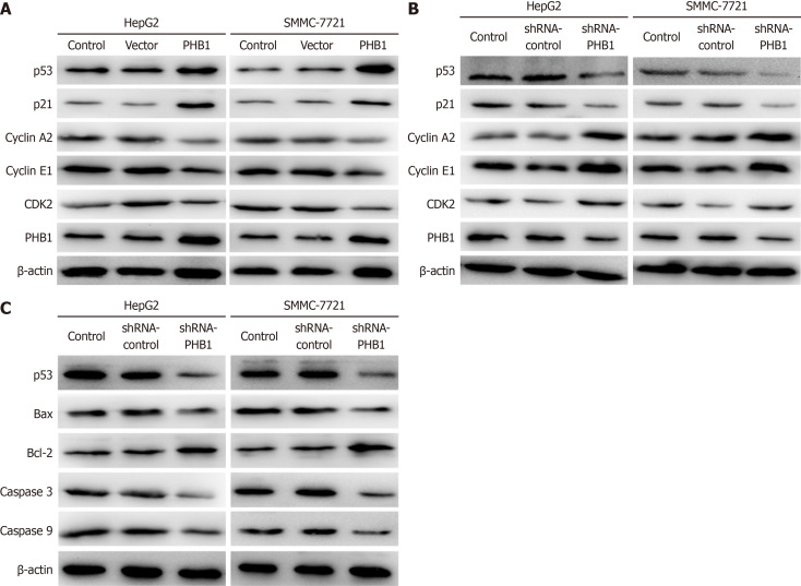 Correction to: Prohibitin 1 inhibits cell proliferation and induces apoptosis <i>via</i> the p53-mediated mitochondrial pathway <i>in vitro</i>.