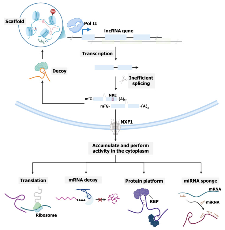 Deciphering the role of <i>taurine-upregulated gene 1</i> in liver diseases: Mechanisms, clinical relevance, and emerging therapeutic opportunities.