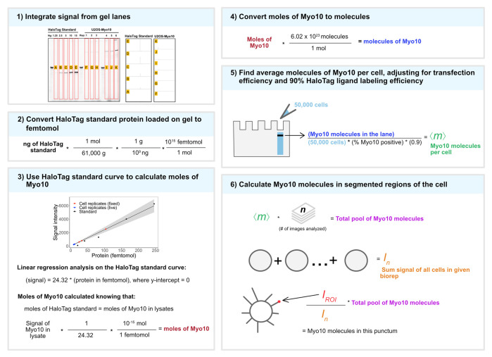Quantifying Intracellular Distributions of HaloTag-Labeled Proteins With SDS-PAGE and Epifluorescence Microscopy.