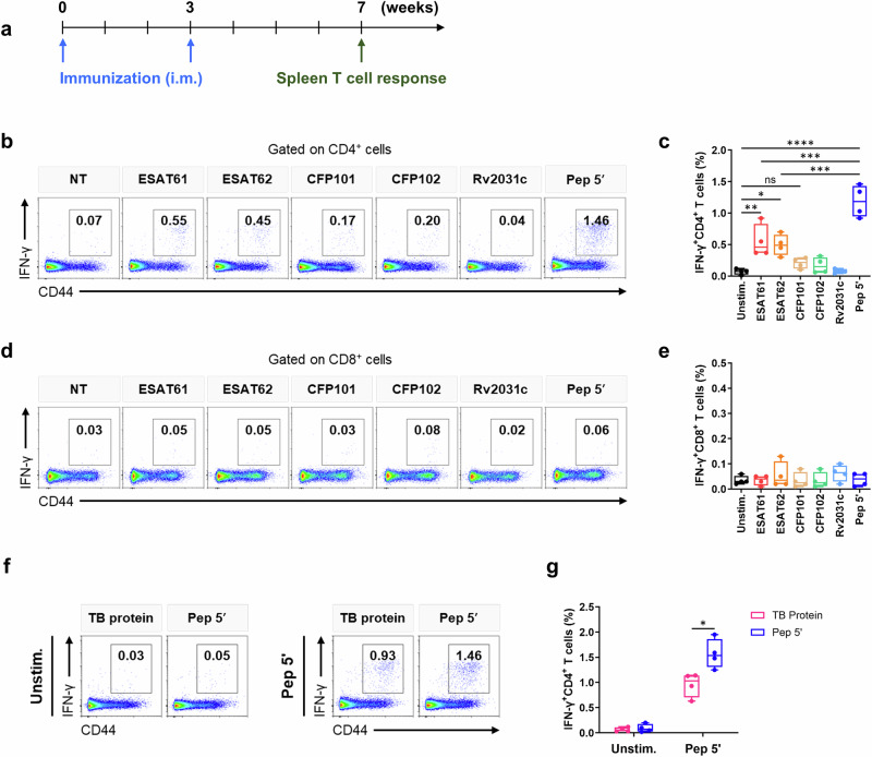 A vaccine targeting lung resident-memory CD4<sup>+</sup> T cell phenotype protects against Mycobacterium tuberculosis in mice.