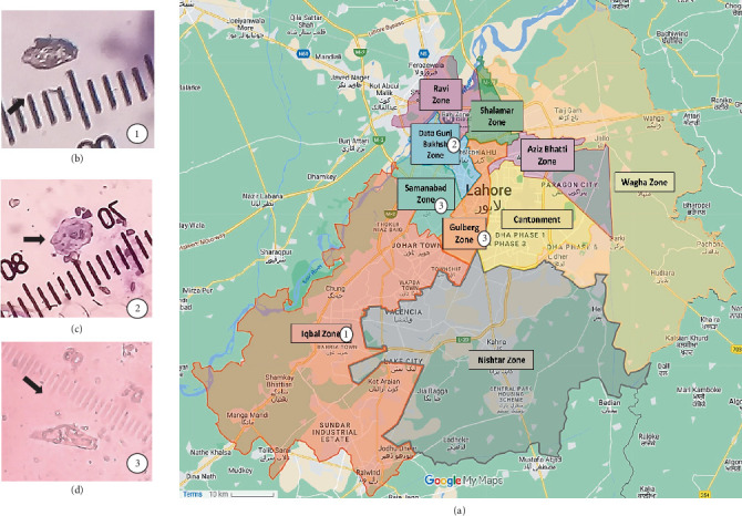 Evaluating the Drinking Water Distribution System of Lahore for Free-Living Amoebas, Particularly <i>Naegleria</i> spp.