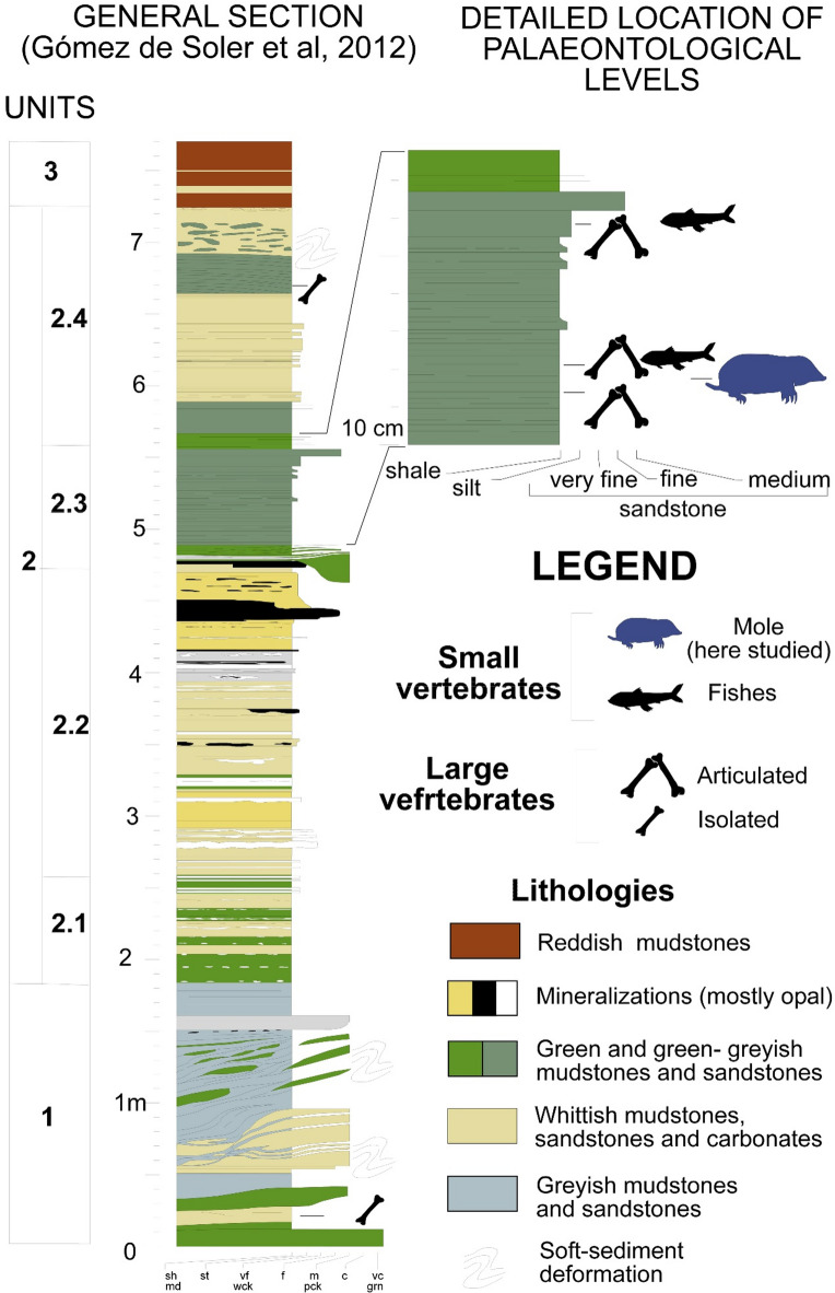 An unexpected Scalopini mole (Talpidae, Mammalia) from the Pliocene of Europe sheds light on the phylogeny of talpids.