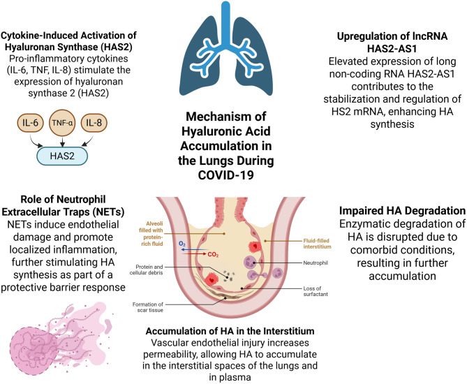 Extracellular DNA, hyaluronic acid, HIF pathways, and LncRNAs as predictive biomarkers of severe COVID-19.