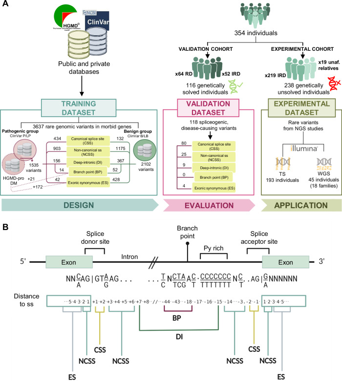 New genetic diagnoses for inherited retinal dystrophies by integrating splicing tools into NGS pipelines.
