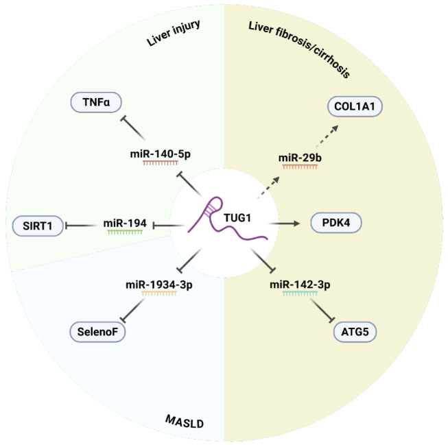 Deciphering the role of <i>taurine-upregulated gene 1</i> in liver diseases: Mechanisms, clinical relevance, and emerging therapeutic opportunities.