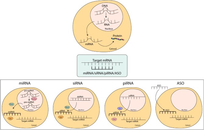 RNA therapeutics in kidney diseases: prospects and current status.
