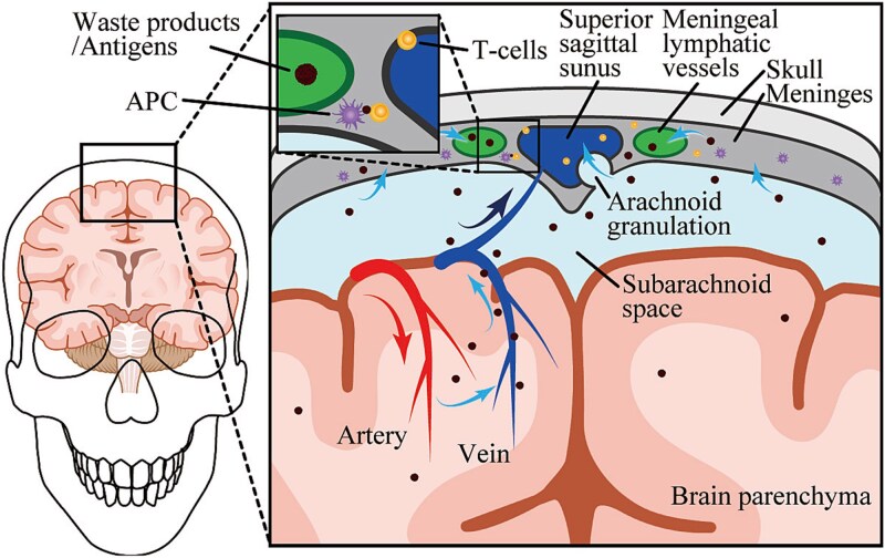 The glymphatic system in oncology: from the perspective of a radiation oncologist.