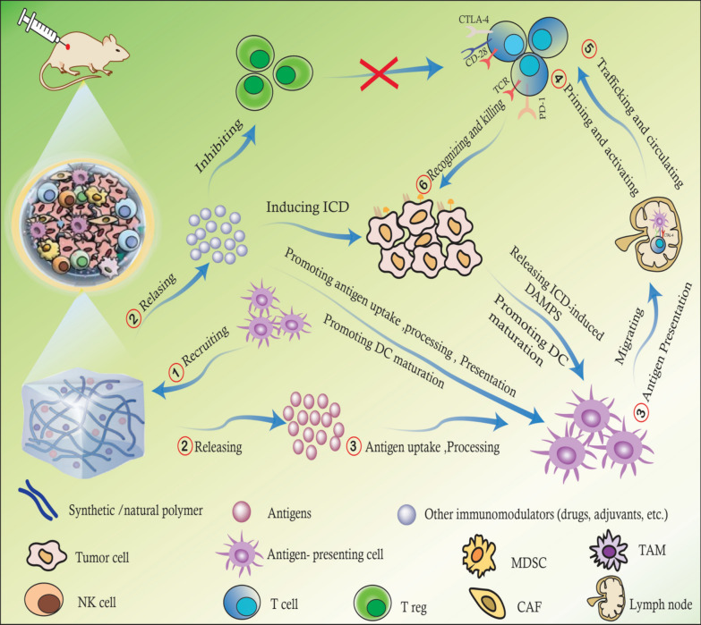 Hydrogels as advanced drug delivery platforms for cancer immunotherapy: promising innovations and future outlook.