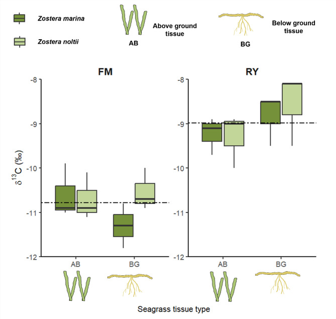 Mixed provenance of organic carbon in Northeast Atlantic temperate intertidal seagrass sediments.