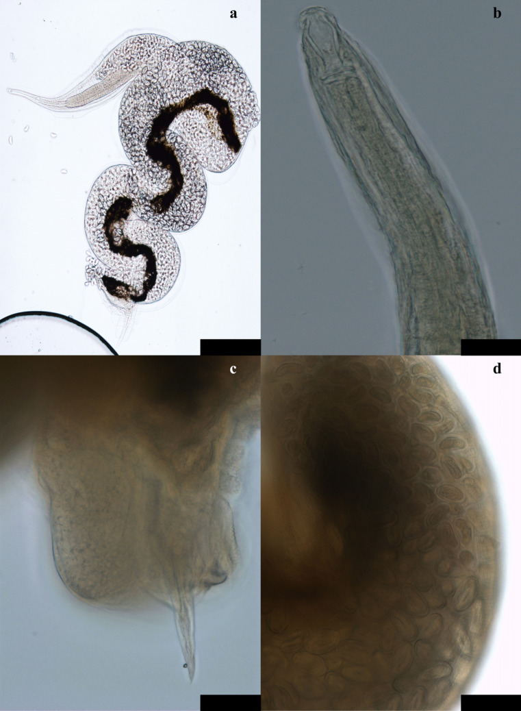 Microtetrameres cloacitectus in Eurasian buzzard (Buteo buteo): pathology, phylogenetics, and seasonality.