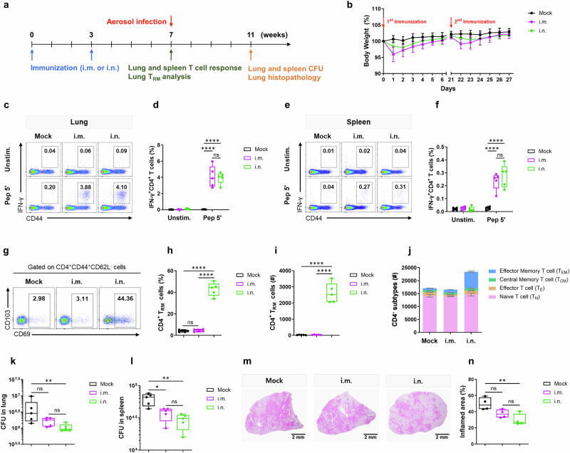 A vaccine targeting lung resident-memory CD4<sup>+</sup> T cell phenotype protects against Mycobacterium tuberculosis in mice.