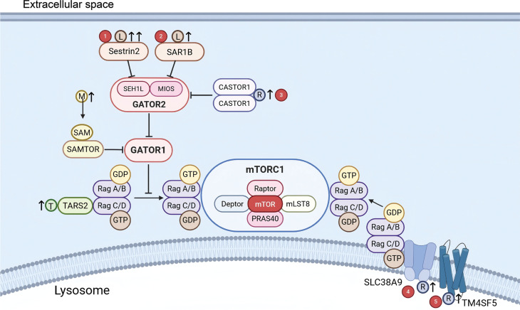 Amino acids shape the metabolic and immunologic landscape in the tumor immune microenvironment: from molecular mechanisms to therapeutic strategies.