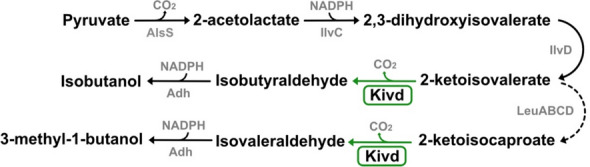 Directed evolution of α-ketoisovalerate decarboxylase for improved isobutanol and 3-methyl-1-butanol production in cyanobacteria
