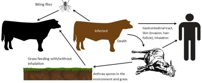 A Call To Reinforce One Health Preparedness in Response To the Global Re-emergence of Anthrax.