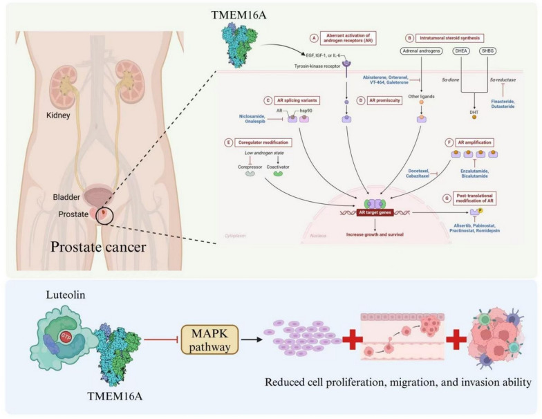 TMEM16A in prostate cancer: mechanistic insights and therapeutic implications.